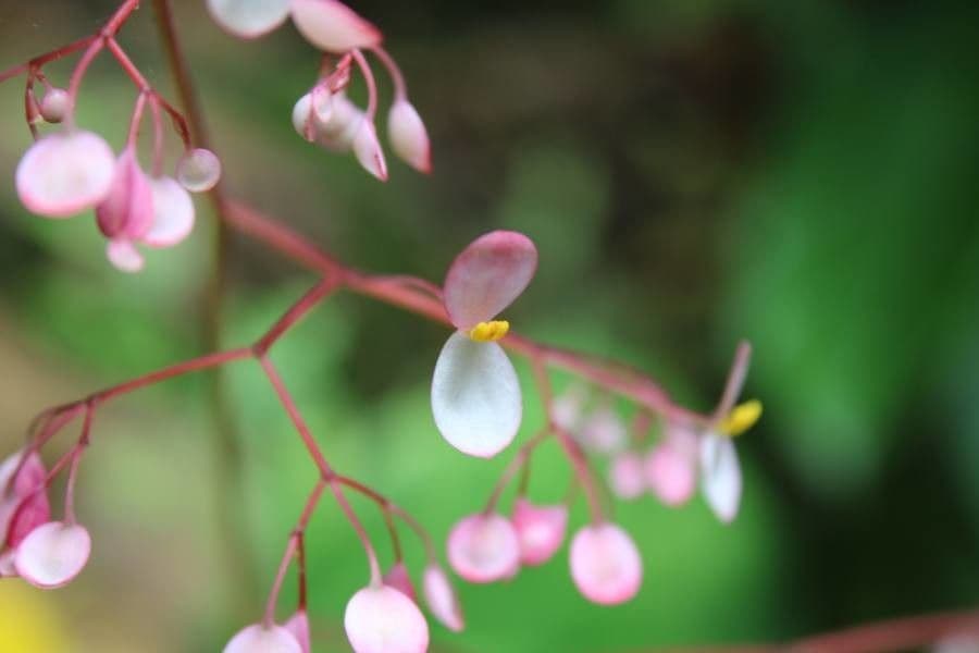 Begonia 3