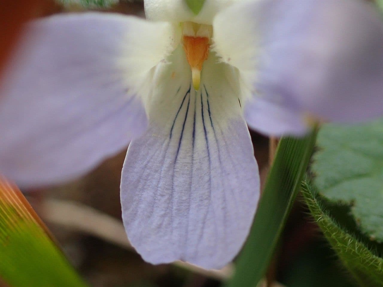 Viola pelosa 12