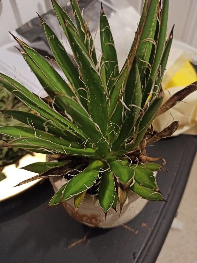 Agave filifera 8