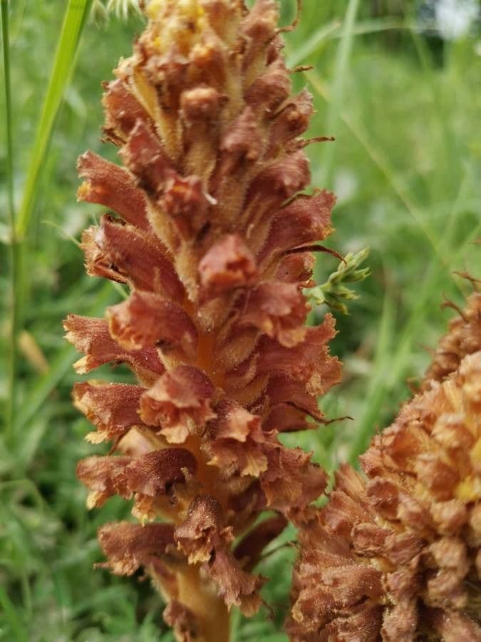 Orobanche maggiore 3