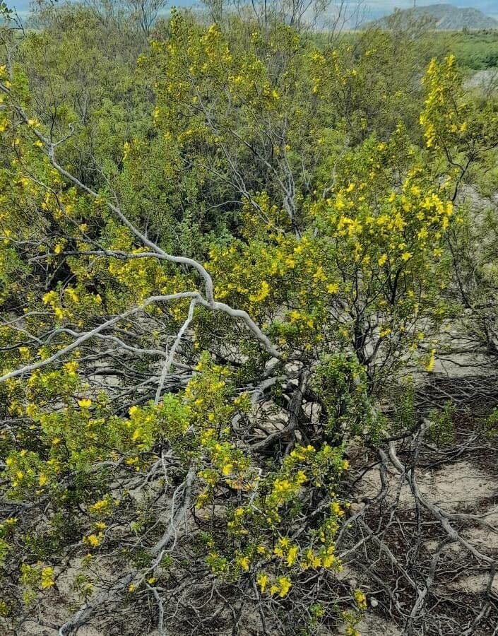 Larrea cuneifolia 3