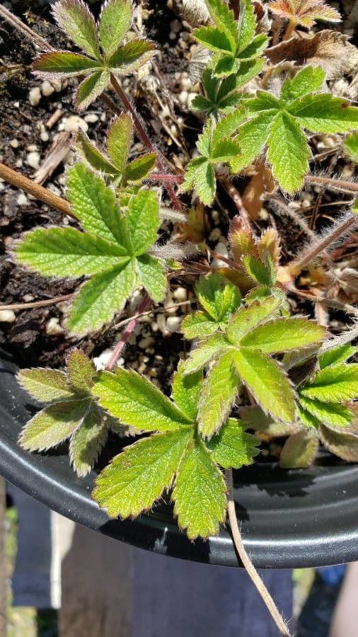 Potentilla eptafilla 14