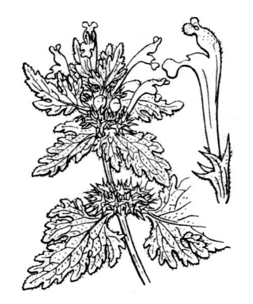 Lamium 16