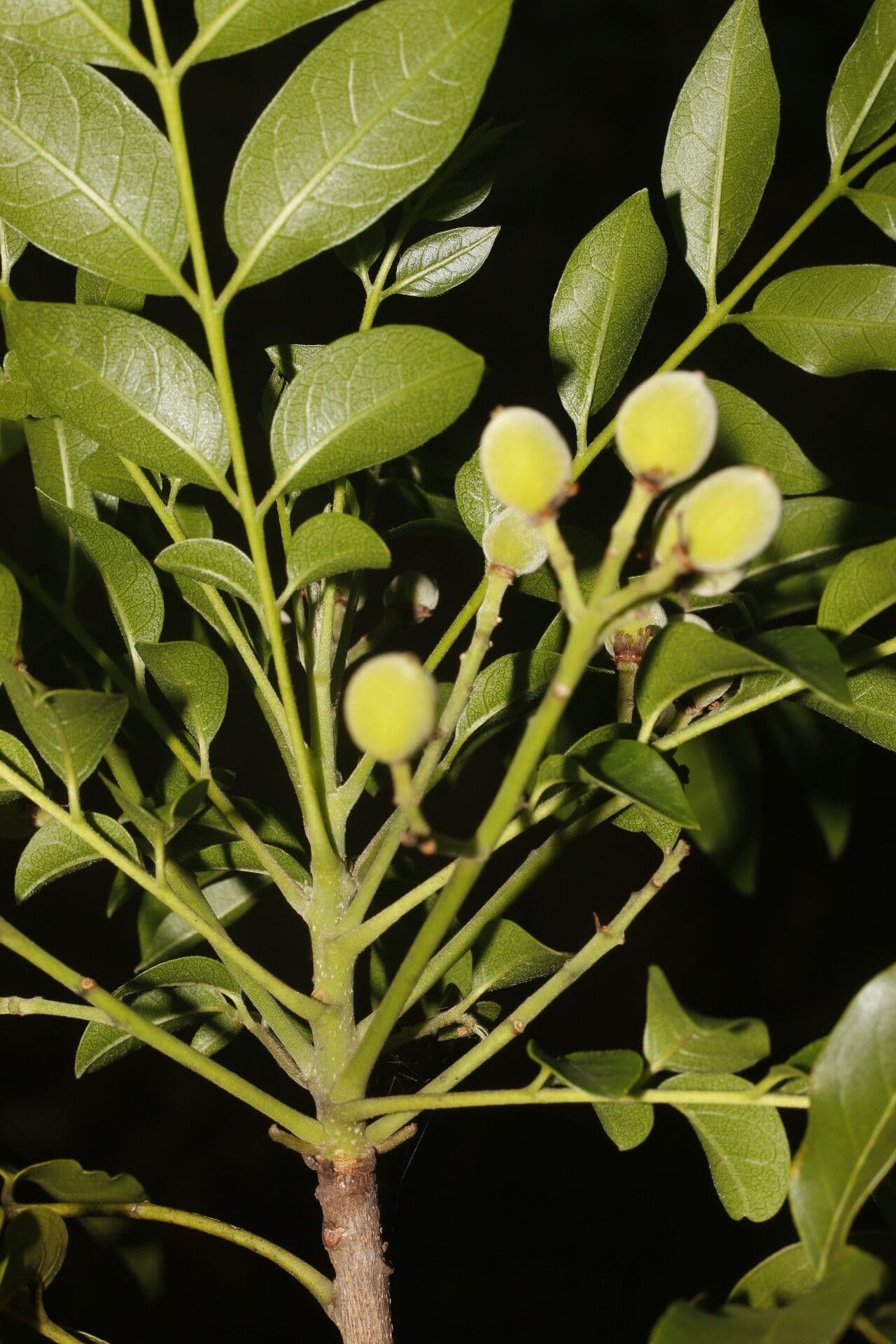 Trichilia