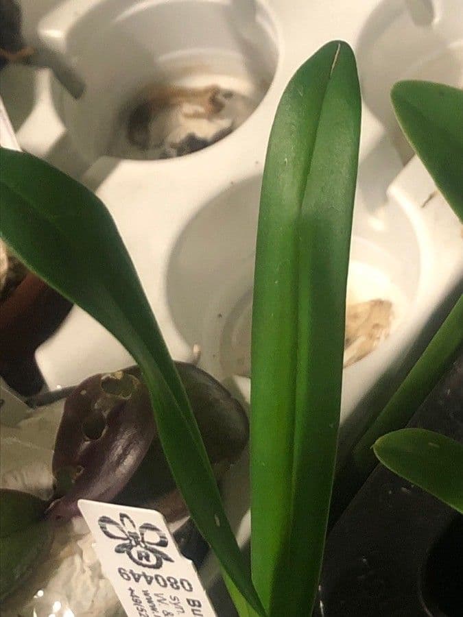 Bulbophyllum 7