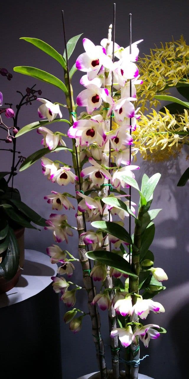 Vavřínovitý dendrobium 2