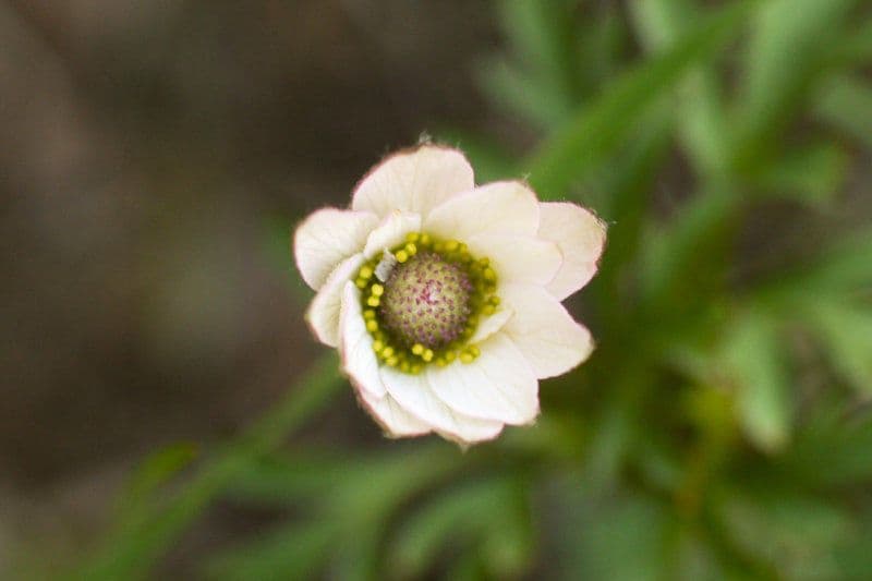 Anemone tuberosa