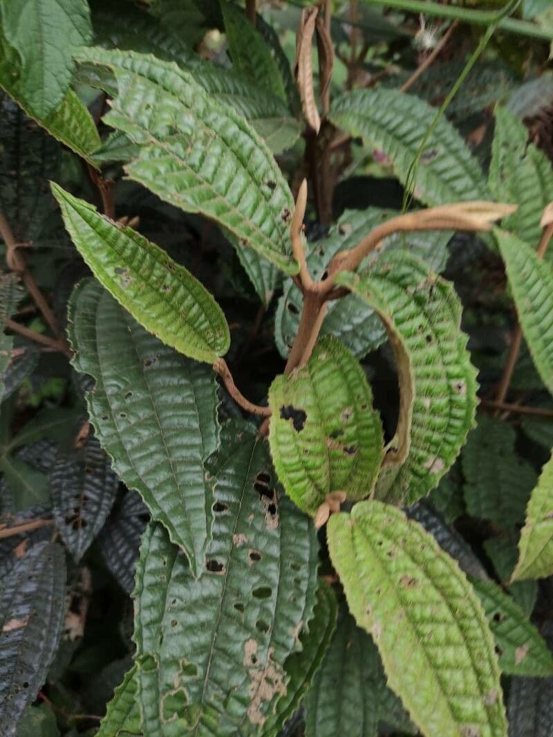 Miconia bianca 16