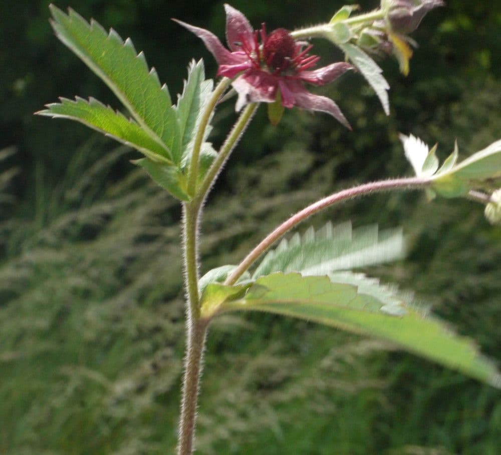 Cinquefoglie delle paludi 24