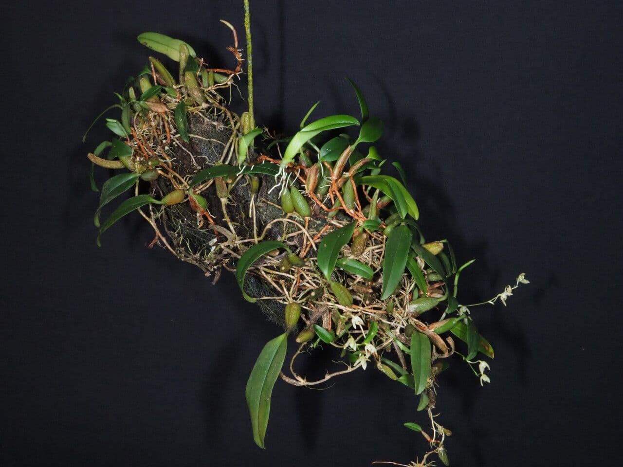 Bulbophyllum 8