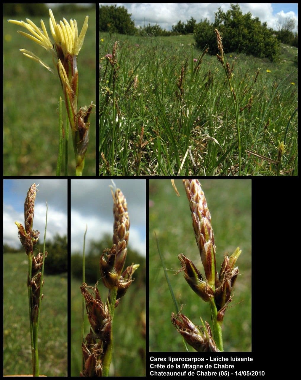 Carex liparocarpos 18