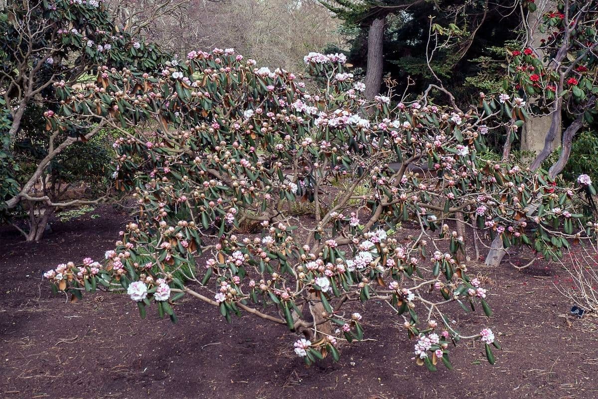 Rododendro 6