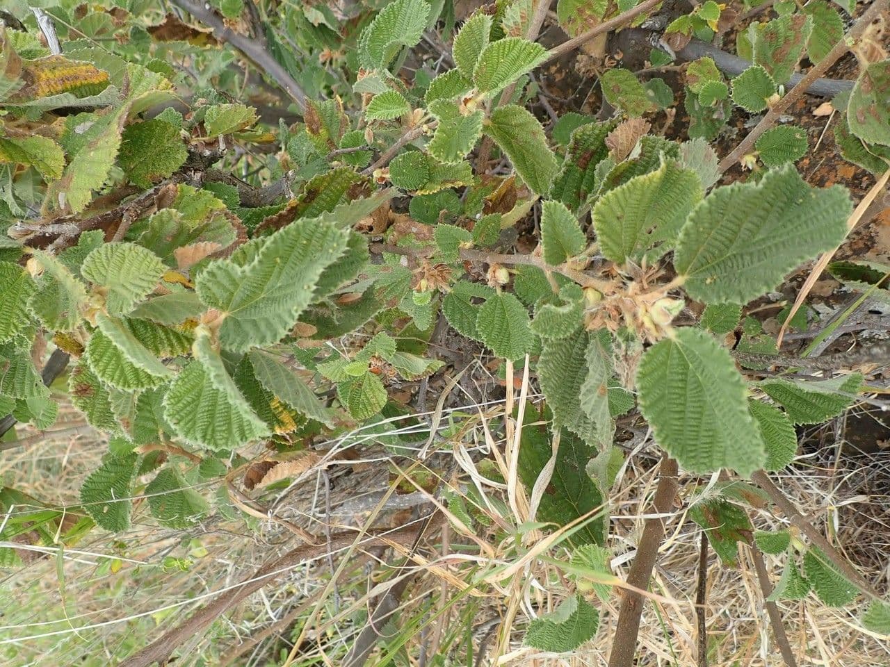 Grewia 8