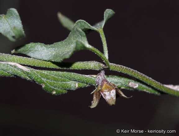 Matelea 4