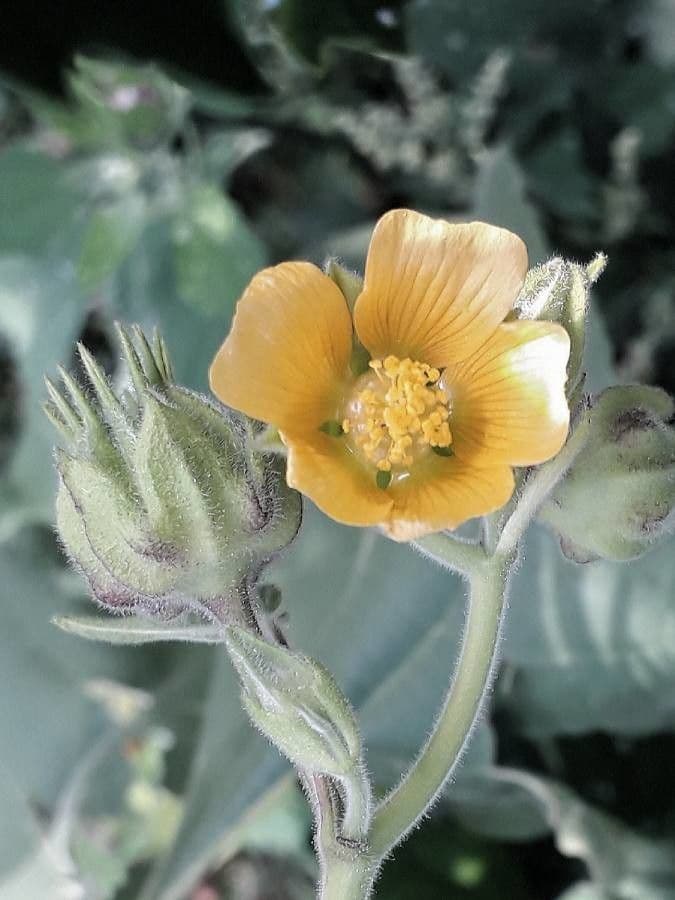 Abutilon di Teofrasto 6