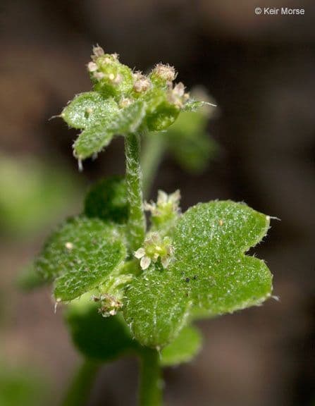 Graue Bowlesia 5