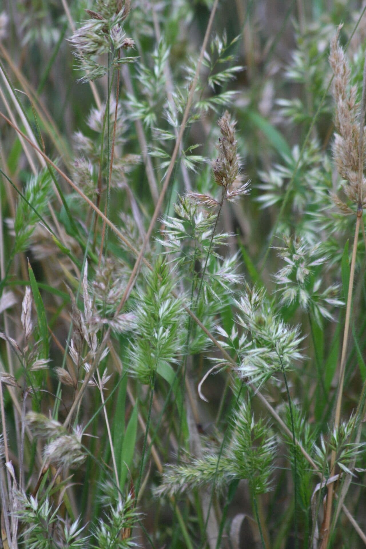 Trisetaria panicea