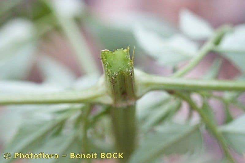 Größeres Bettlerkraut 24