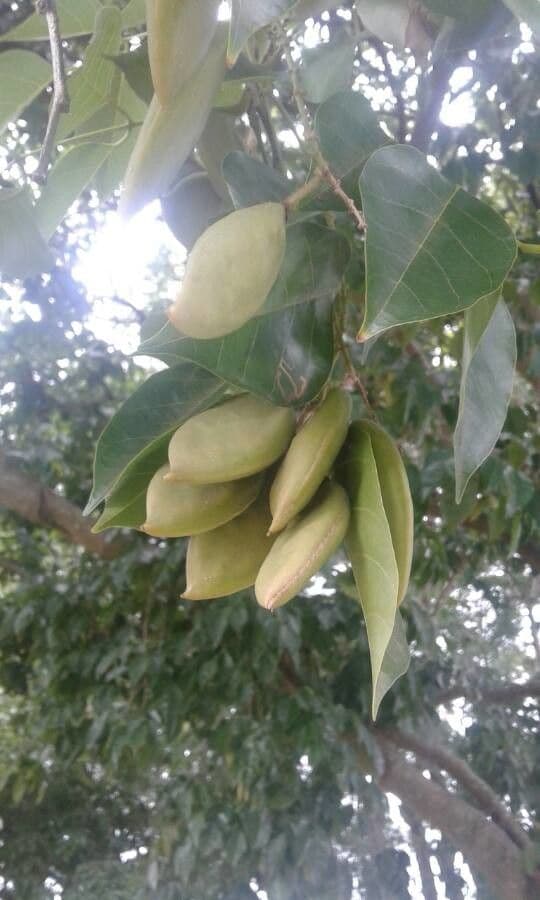 Pongamia 3