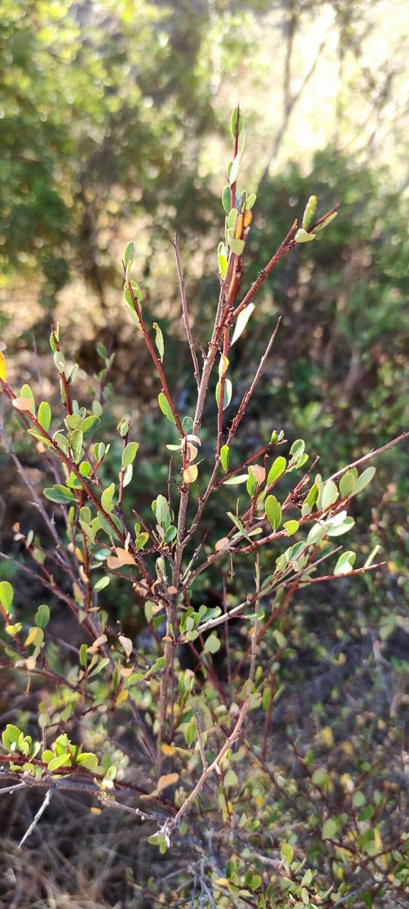Flueggea tinctoria 22