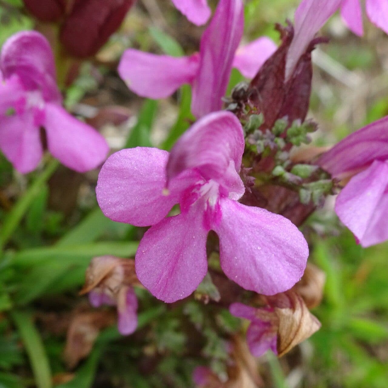Pedicolare silvatica 9