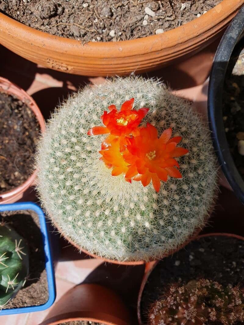 Cactus Palla Scarlatta 4