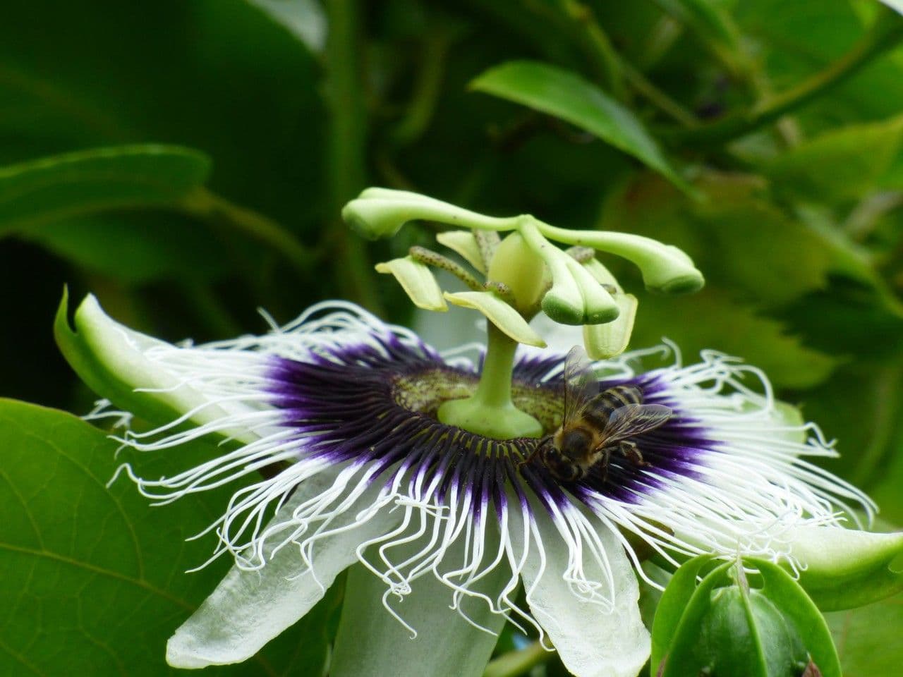 Eßbare Passionsblume 7