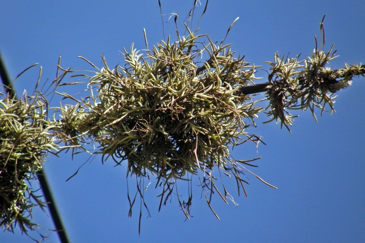Tillandsia 11