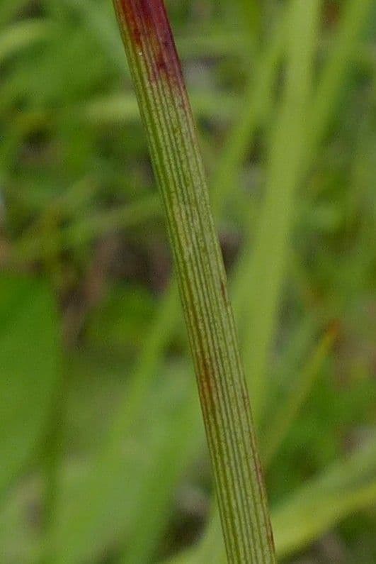 Schmalblättriges Wollgras 23