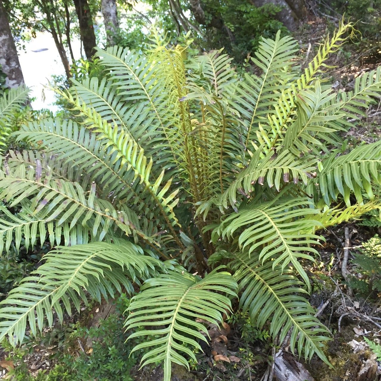Blechnum 4