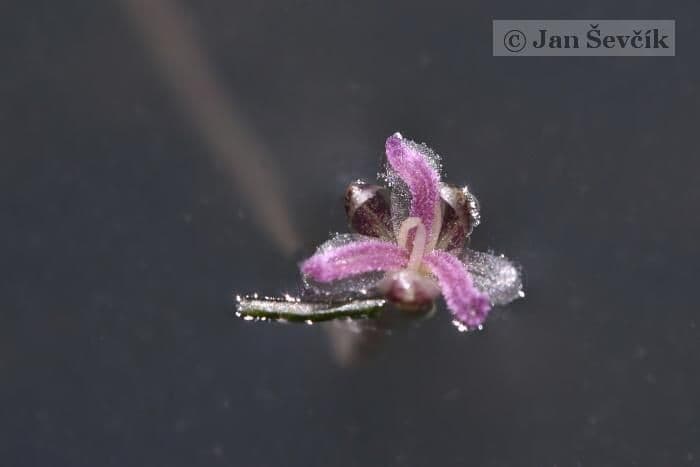 Elodea de Canadá 6