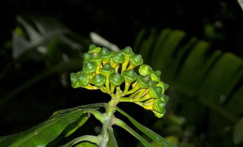 Potalia turbinata 17