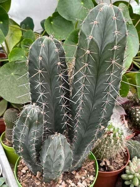 Cactus candelabro 2