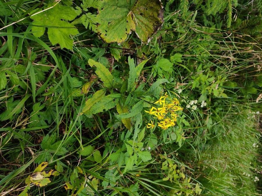 Senecio triangular 15