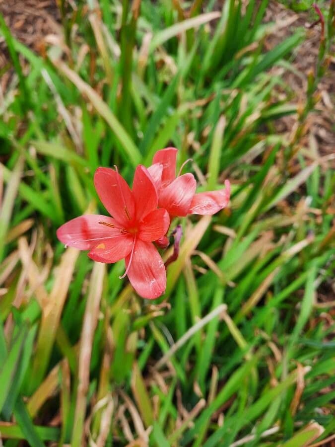 Hesperantha 2