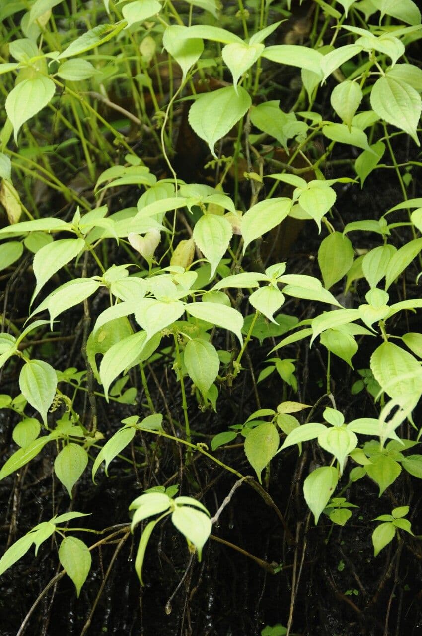 Pilea