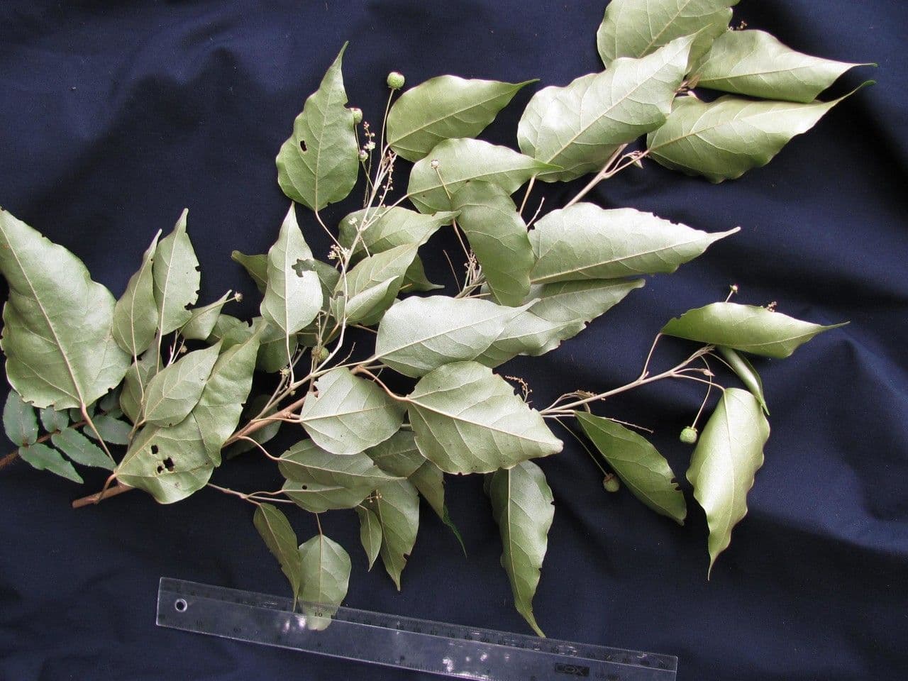 Croton niveo 16
