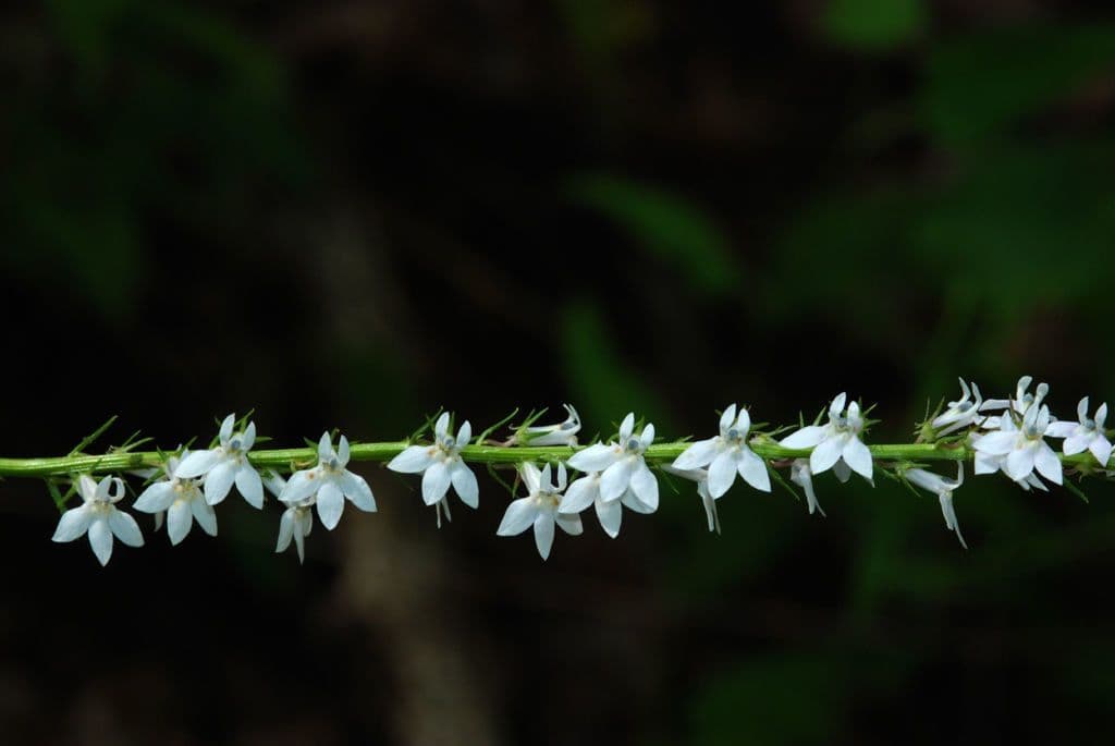 Lobelia spicata 8
