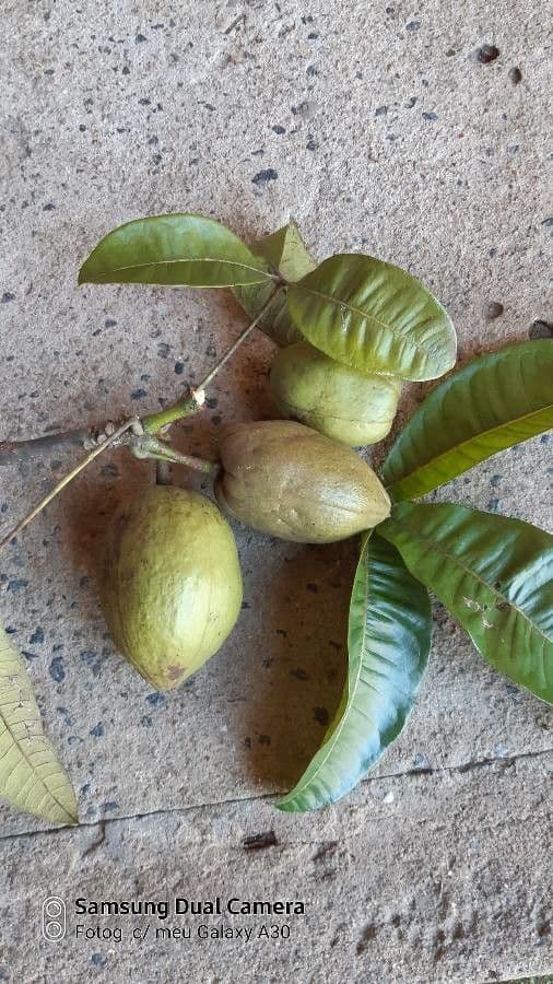 Pachira glabra 5