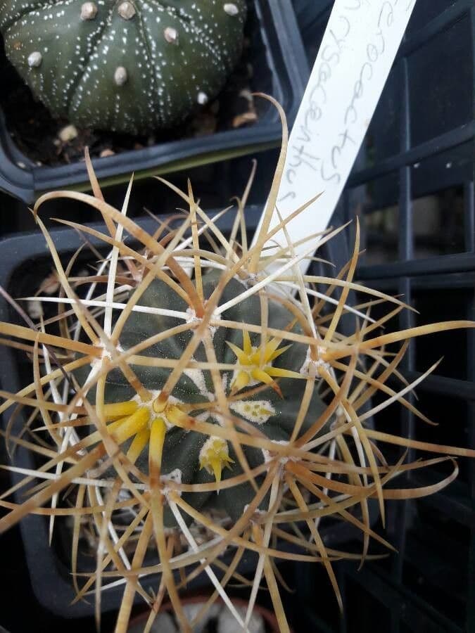 Ferocactus 6