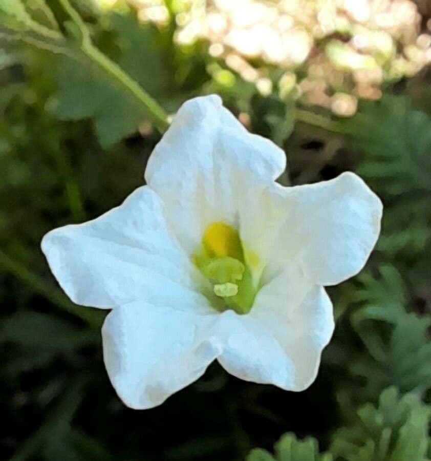Bouchetia