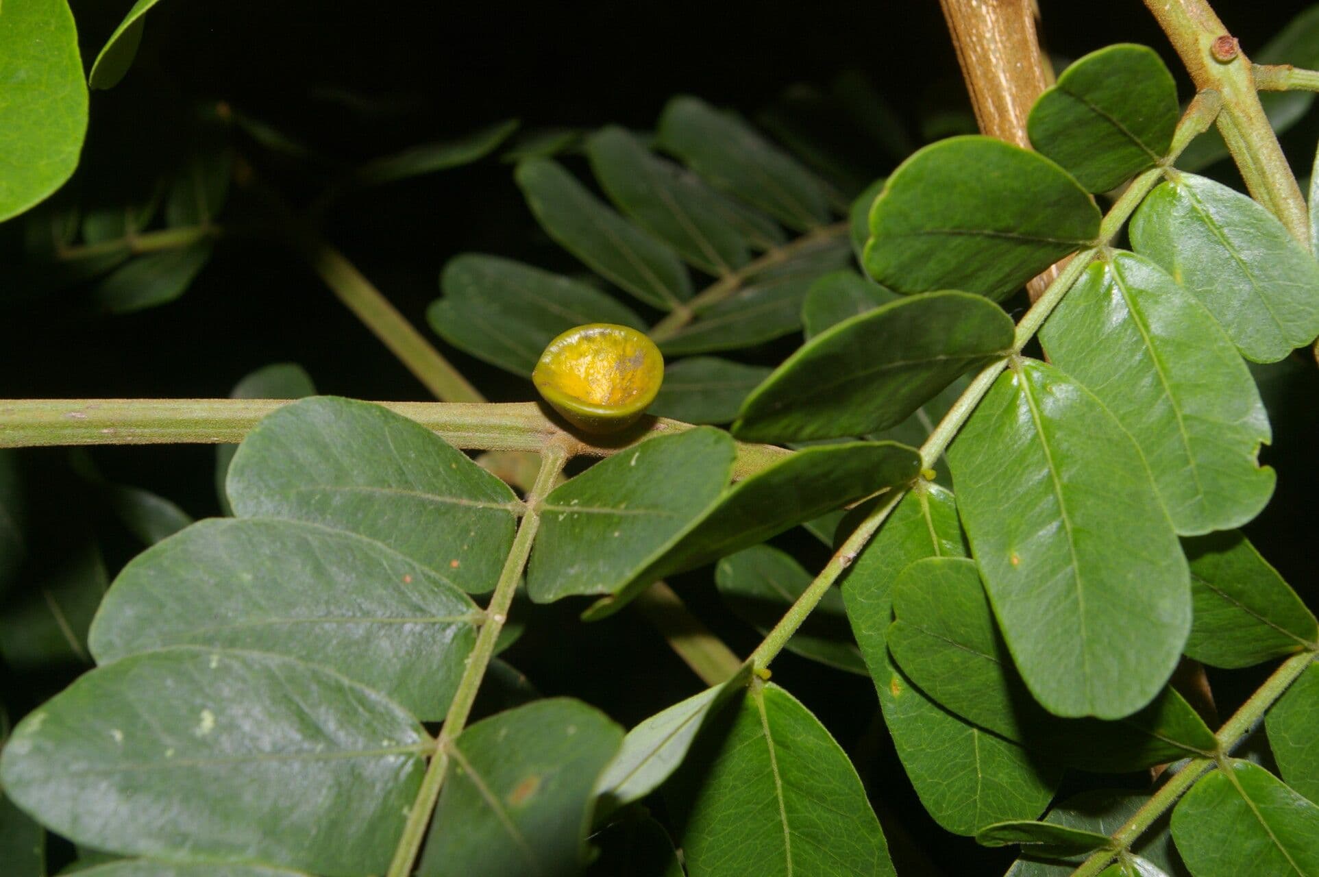 Jupunba 5