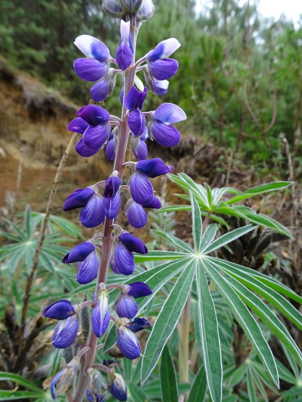 Lupino