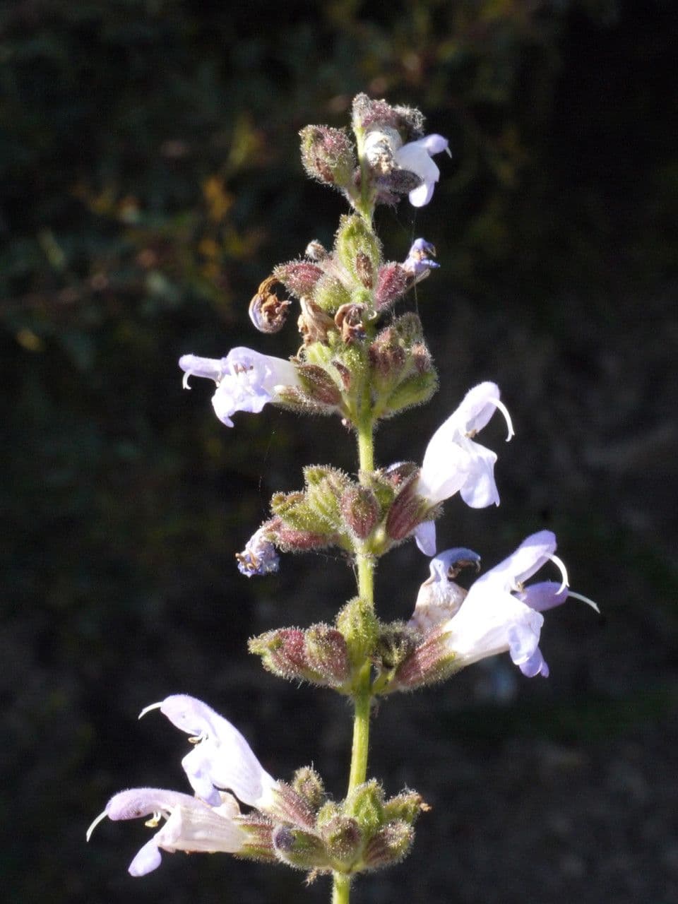 Salvia 29