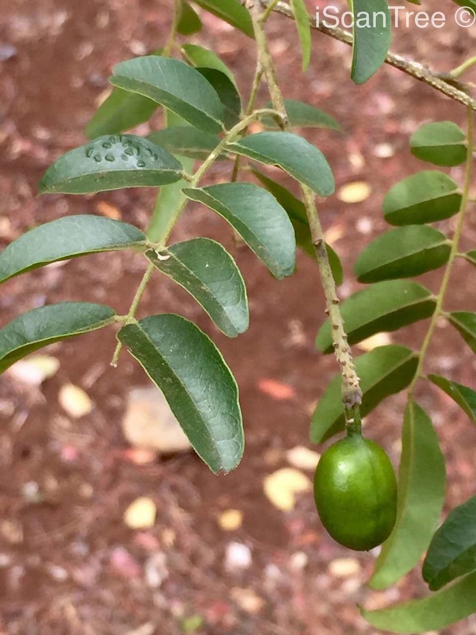 Xanthocercis 11