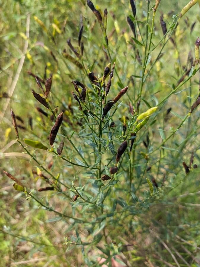 Ginestra 19