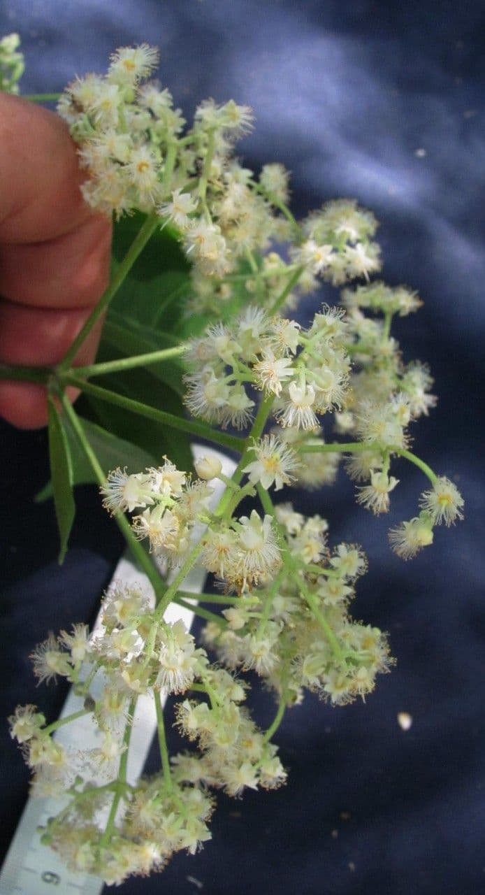Hasseltia floribunda 6