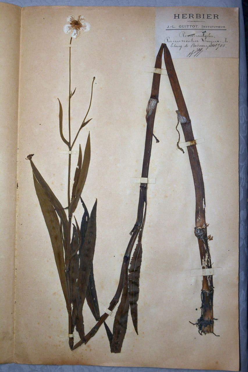 Jaskier wielki 26