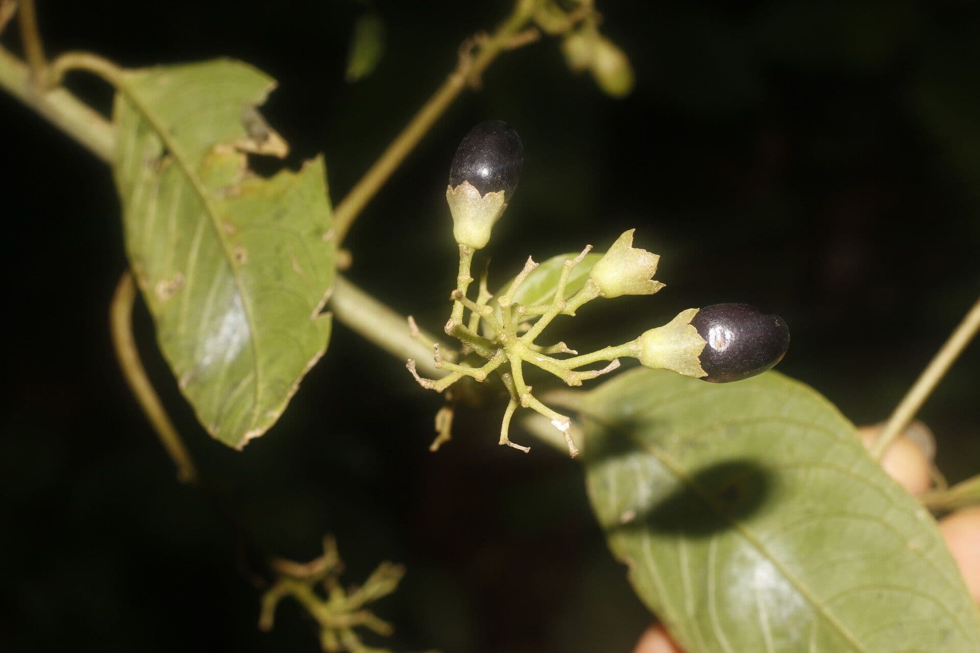 Cestrum