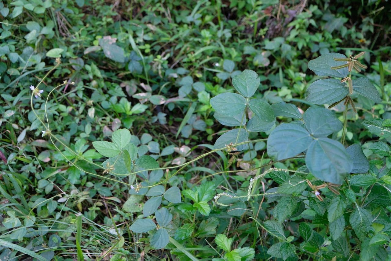 Calopogonium 14